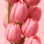 Perfume-Mist-Hidden-Flowers-desktop-03